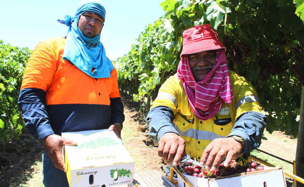 November marks the start of the Central Highlands grape season, and this year’s a beauty, with one local farmer saying Emerald’s perfect grape growing conditions have resulted in lots of premium fruit. November marks the start of the Central Highlands grape season, and this year’s a beauty, with one local farmer saying Emerald’s perfect grape growing conditions have resulted in lots of premium fruit.